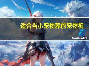 适合当小宠物养的宠物狗