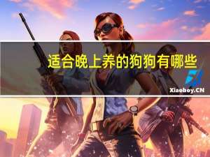 适合晚上养的狗狗有哪些