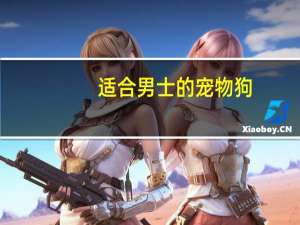 适合男士的宠物狗