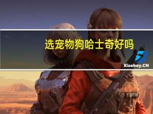 选宠物狗哈士奇好吗