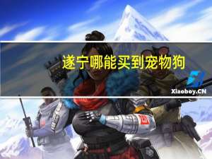遂宁哪能买到宠物狗