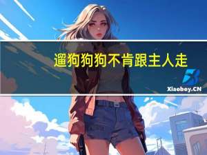 遛狗狗狗不肯跟主人走