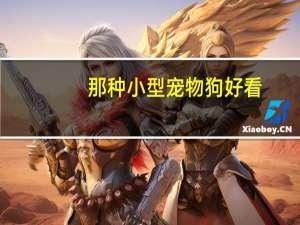 那种小型宠物狗好看