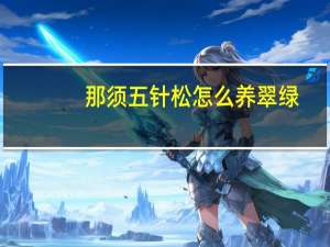 那须五针松怎么养翠绿