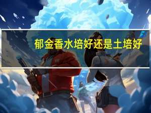 郁金香水培好还是土培好