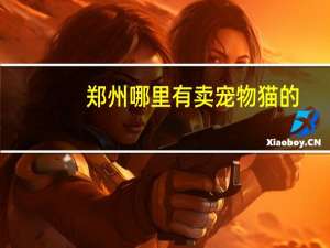 郑州哪里有卖宠物猫的
