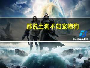 都说土狗不如宠物狗