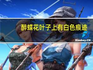 醉蝶花叶子上有白色痕迹