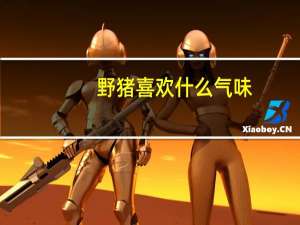 野猪喜欢什么气味