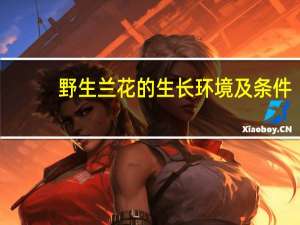 野生兰花的生长环境及条件