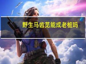 野生马齿苋能成老桩吗