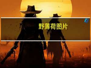 野薄荷图片（野薄荷）