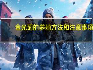 金光菊的养殖方法和注意事项