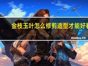 金枝玉叶怎么修剪造型才能好看