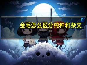 金毛怎么区分纯种和杂交