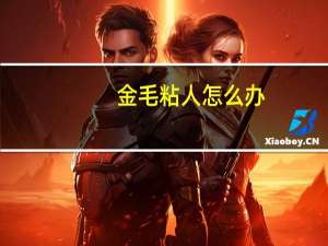 金毛粘人怎么办
