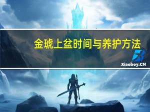 金琥上盆时间与养护方法