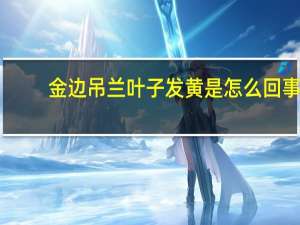金边吊兰叶子发黄是怎么回事