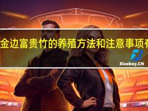 金边富贵竹的养殖方法和注意事项有哪些