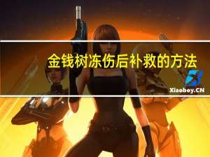 金钱树冻伤后补救的方法