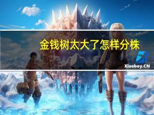 金钱树太大了怎样分株