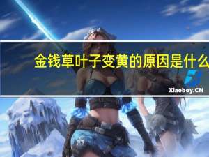 金钱草叶子变黄的原因是什么