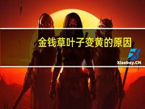 金钱草叶子变黄的原因