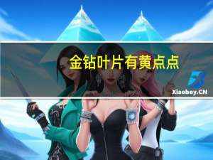 金钻叶片有黄点点