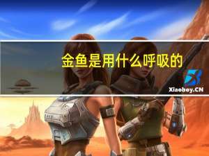 金鱼是用什么呼吸的