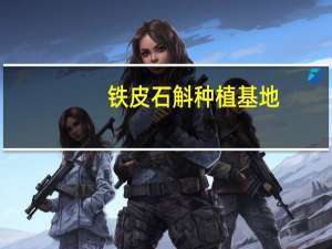 铁皮石斛种植基地（铁皮石斛种植）