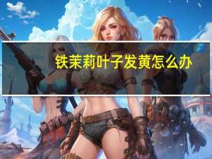 铁茉莉叶子发黄怎么办