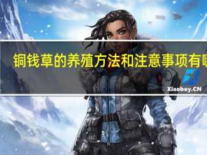 铜钱草的养殖方法和注意事项有哪些