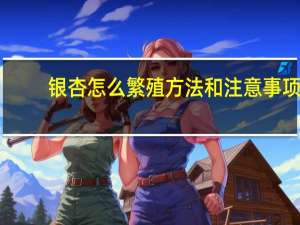 银杏怎么繁殖方法和注意事项