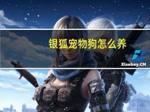 银狐宠物狗怎么养