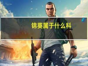 锦葵属于什么科