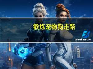 锻炼宠物狗走路