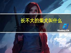 长不大的柴犬叫什么