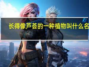 长得像芦荟的一种植物叫什么名字