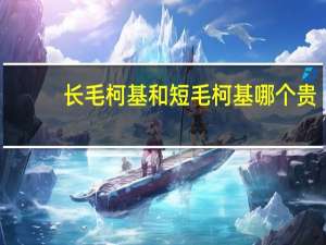 长毛柯基和短毛柯基哪个贵