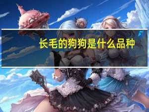长毛的狗狗是什么品种