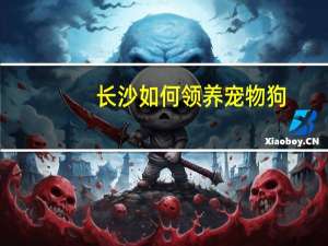 长沙如何领养宠物狗