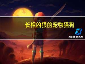 长相凶狠的宠物猫狗