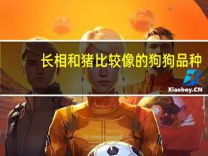 长相和猪比较像的狗狗品种