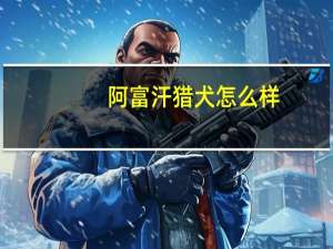 阿富汗猎犬怎么样