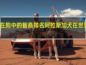 阿拉斯加在狗中的智商排名 阿拉斯加犬在世界上聪明排第几