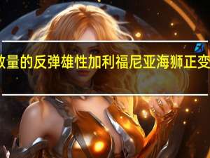 随着种群数量的反弹 雄性加利福尼亚海狮正变得越来越大更好