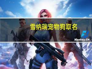 雪纳瑞宠物狗取名