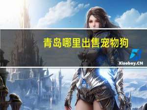 青岛哪里出售宠物狗