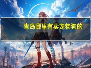 青岛哪里有卖宠物狗的