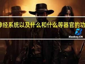 青春期神经系统以及什么和什么等器官的功能也明显增强